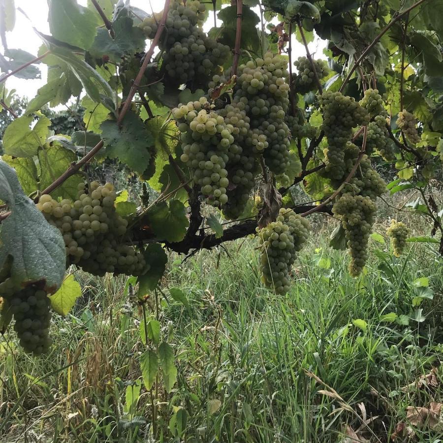 Quinta Do Pinheiro Villa Guimarães Esterno foto